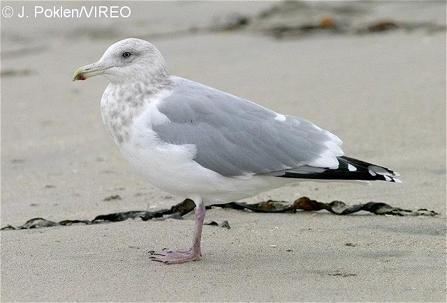 Herring Gull